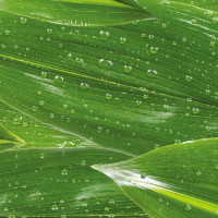 Калька Folia Transparent paper Elements 115 гр, 50x70, Raindrops лист