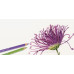 Олівець кольоровий Polychromos Faber-Castell 125 середньо-пурпурний 110125