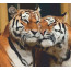 Картина по номерам, набор стандарт Влюбленные тигры, 35х45 см, ROSA START - товара нет в наличии