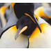 Набір-стандарт, картина за номерами, Пара пінгвінів, 35х45 см, ROSA START