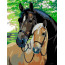 Картина по номерам, набор стандарт Лошади, 35х45 см, ROSA START