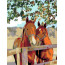 Картина за номерами, набір стандарту Пара коней, 35х45 см, ROSA START - товара нет в наличии