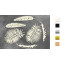 Набір чіпбордів Botany exotic 10х15 см №717 Золото