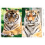Декупажна картка Тигри, акварель №0425 21x29,7 см