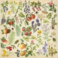 Лист з картинками для вирізання Summer botanical diary 30,5х30,5 см