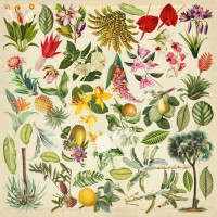Лист з картинками для вирізання Botany exotic 30,5х30,5 см