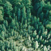 Набір двостороннього скраппаперу Forest life 30,5x30,5 см 10 аркушів