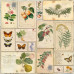 Набір скраппаперу Літній Ботанічний Щоденник (Summer botanical diary) 30,5x30,5 см, 10 листів
