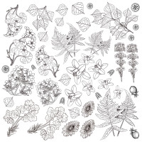 Лист для розфарбовування маркерами Botany summer 30,5x30,5 см (Ботанічне літо)