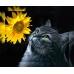Алмазна мозаїка SANTI Кіт і соняшник, 40*50см на підрамнику