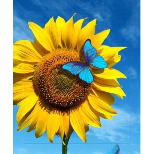 Алмазна мозаїка SANTI Соняшник з метеликом 40*50см на підрамнику
