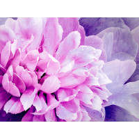 Алмазная мозаика Лиловый пион, 30х40 см на подрамнике SANTI Алмазная мозаика Лиловый пион, 30х40 см на подрамнике SANTI