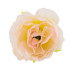 Квіти еустоми, Кремові з рожевим 1шт
