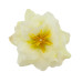 Квітка клематису світло-лимонна, 1шт