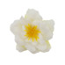 Квітка клематису молочно-біла, 1шт