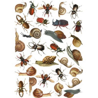 Оверлей Жуки та Равлики (Beetles and snails) 21х29,7 см