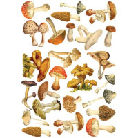 Оверлей Иллюстрации Грибов (Mushroom illustrations) 21х29,7 см
