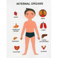 Пазлы обучающие Internal Organs Strateg, Девочка