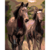 Набір для розпису за номерами SANTI Нестримні коні, 40x50 см