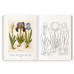 Книга раскраска Цветы, 23 ботанические иллюстрации 16,5x21 см, 96 стр