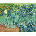 Картина за номерами Riviera Blanca Іриси Ван Гог 40x50 см (RB-0386)