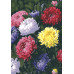 Картина за номерами Riviera Blanca Райдужні айстри 28x40 см (RB-0156)
