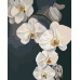 Картина по номерам Riviera Blanca Орхидеи 40x50 см (RB-0778)