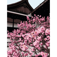 Картина за номерами Японська вишня 10527-AC, 40х50 см