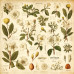 Колекція паперу для скрапбукінгу Spring botanical story 30.5 х 30.5 см, 10 аркушів