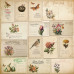 Набір паперу для скрапбукінгу Spring botanical story, 20 x 20 см 10 аркушів