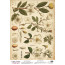 Деко веллум (аркуш кальки з малюнком) Spring Botanical Story Магнолії, А3 (29,7х42 см)