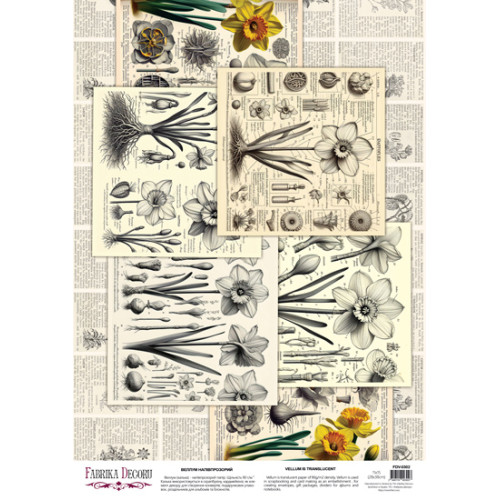 Деко веллум (аркуш кальки з малюнком) Spring Botanical Story Нарциси, А3 (29,7х42 см)