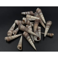 Набір морських черепашок, 100 гр