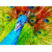 Пазл Красочний павич Colorful Peacock, ENJOY Puzzle  