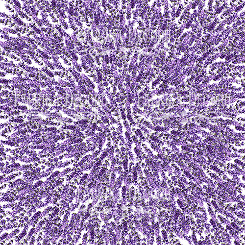 Лист двусторонней бумаги для скрапбукинга Lavender Provence №22-04 30,5х30,5 см